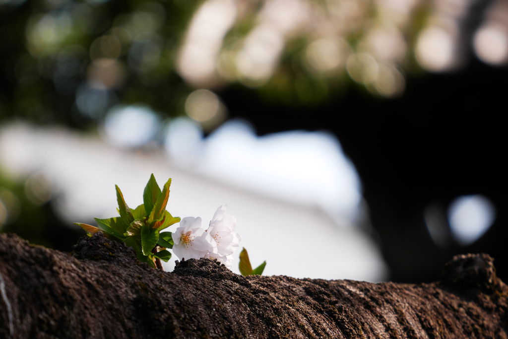 令和三年胴吹き桜
