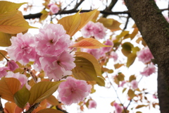桃色の八重