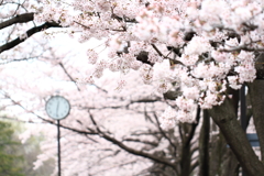 午後の桜並木