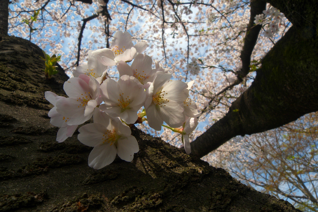 青空と胴吹き桜