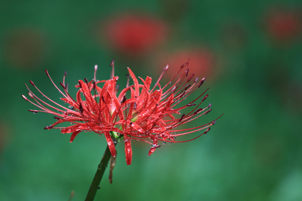 雨の曼珠沙華