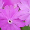 サクラソウの桜色