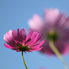 二輪の秋桜の不思議な関係