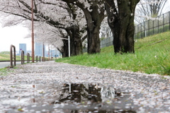 雨後の桜並木で