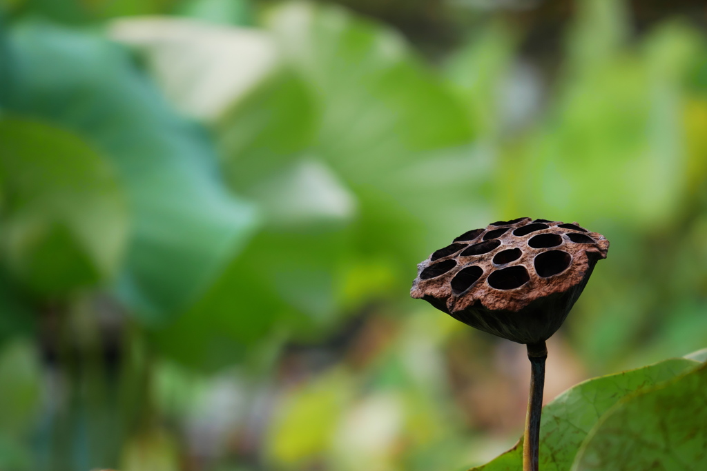 空虚な花托