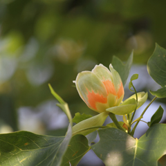 ユリノキの花と木漏れ日