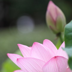 花びらと蕾