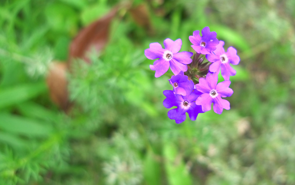 浮く花