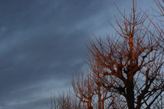 朝陽と冬枯れの街路樹