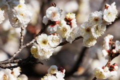 八重咲の白梅
