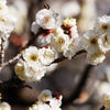 八重咲の白梅