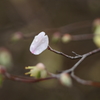 花びら