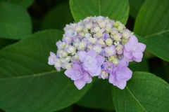 雨が欲しい・・・紫陽花の季節