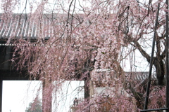 枝垂桜にメジロと雪