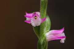 2018年ネジバナ開花一号