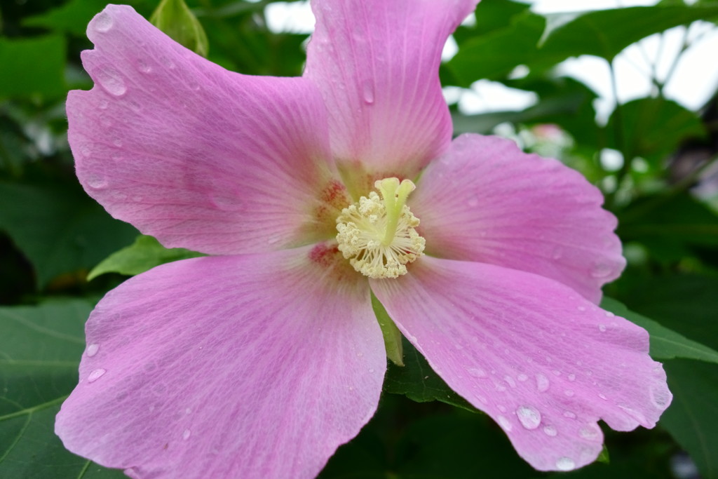 今朝の雨の名残