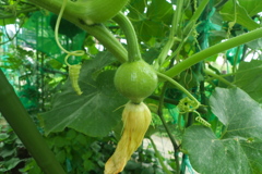 かぼちゃのコイルと受粉翌日の雌花
