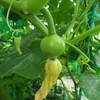 かぼちゃのコイルと受粉翌日の雌花