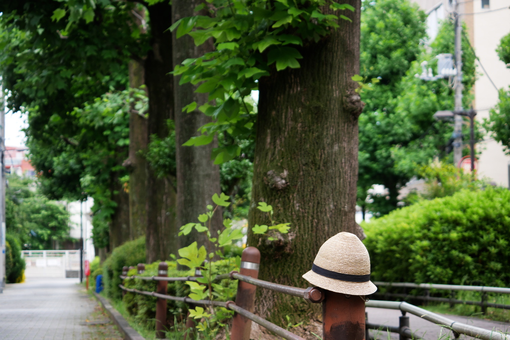ユリノキ公園の或る日