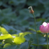 西日と古代蓮