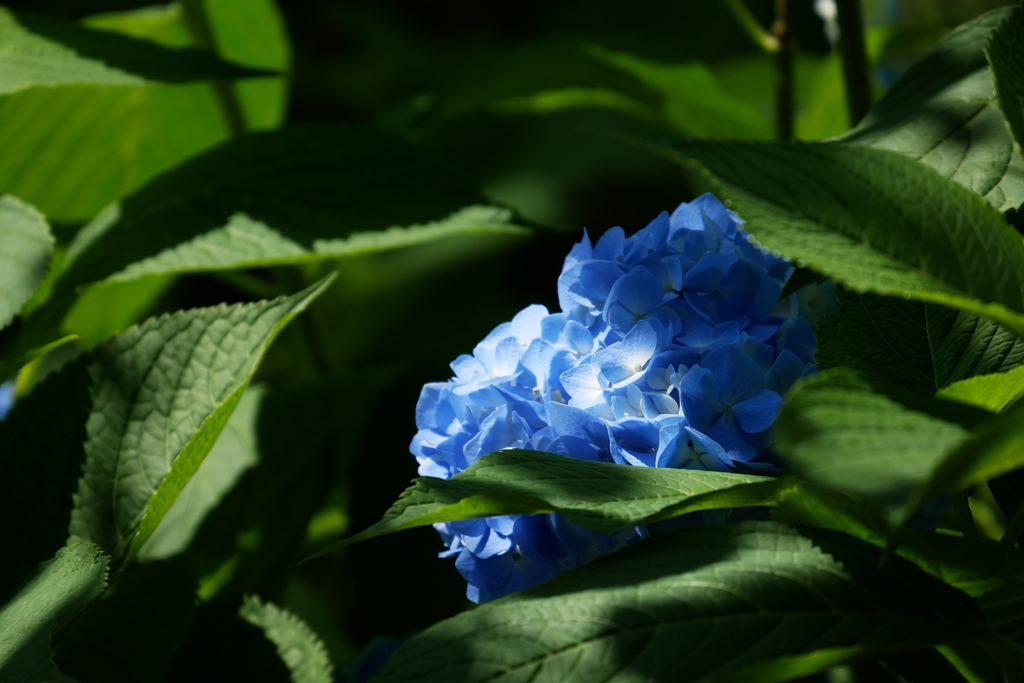 木洩れ日紫陽花ハイコントラスト