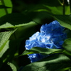 木洩れ日紫陽花ハイコントラスト