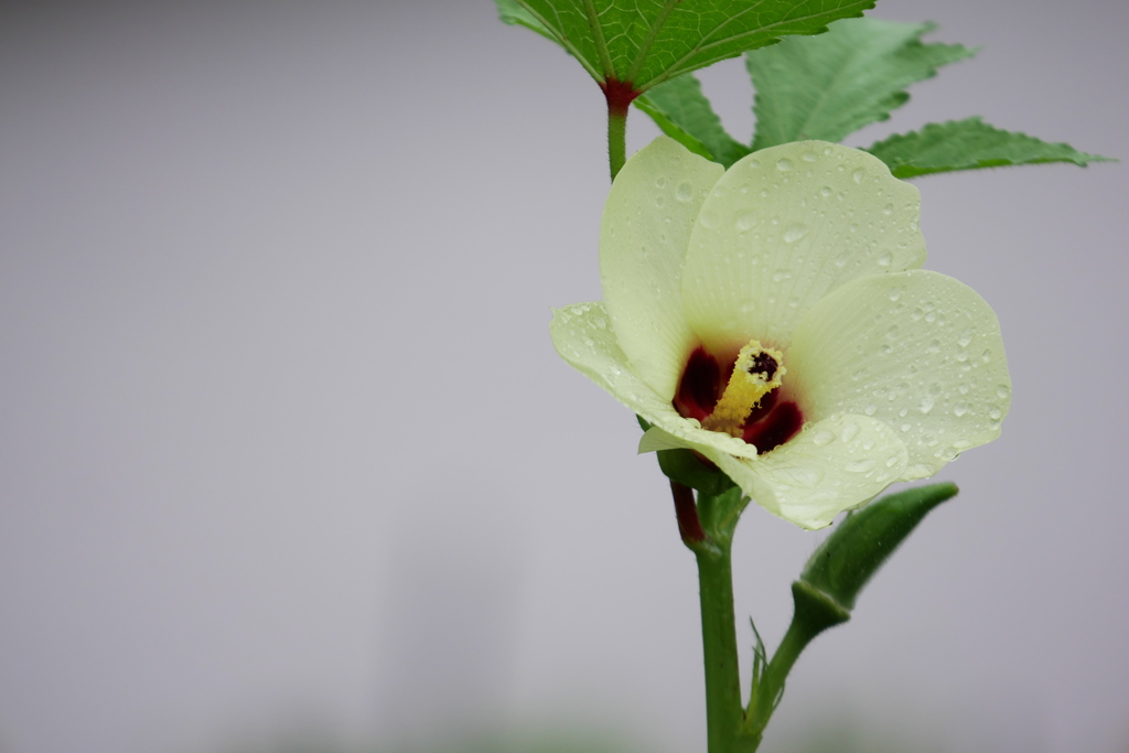 雨の日のオクラ