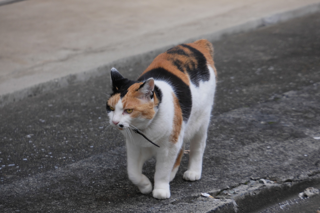 今日はお店の裏を歩いていた八百屋の三毛