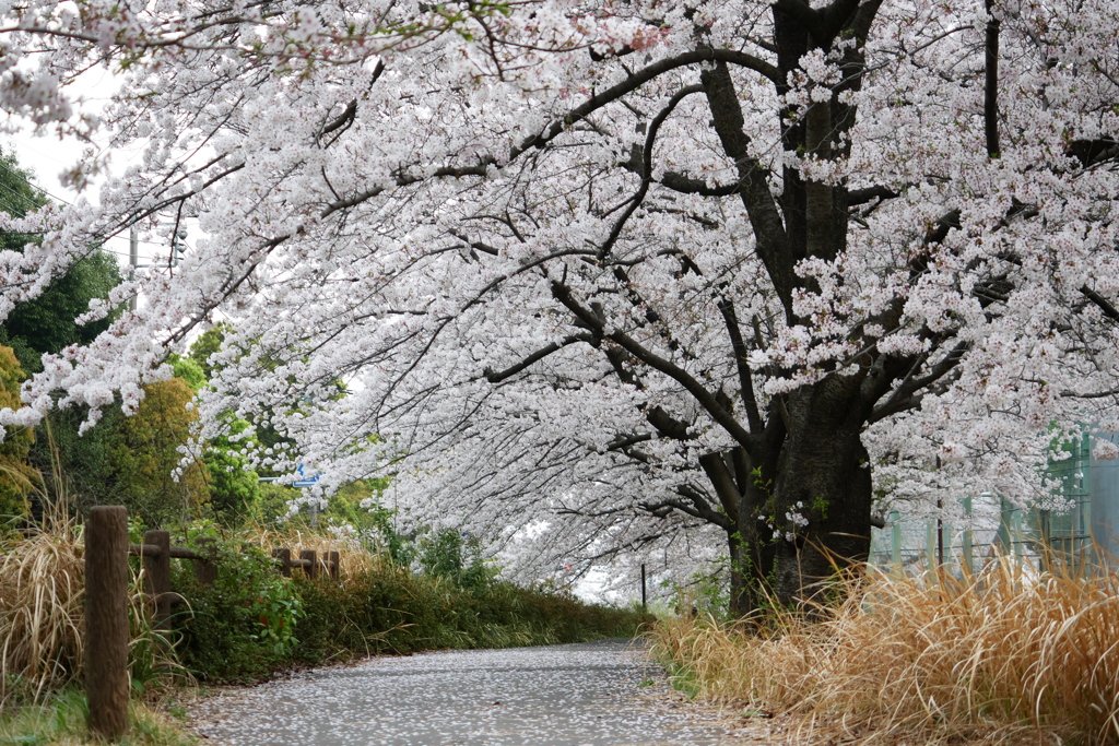 花筵の桜並木