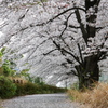 花筵の桜並木