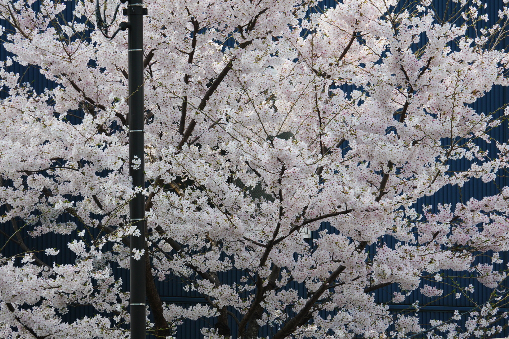 街の桜