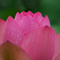 ハスの花に降る雨