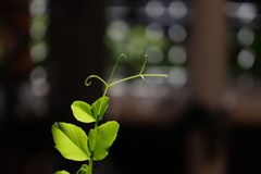 光を透かすスナップの芽