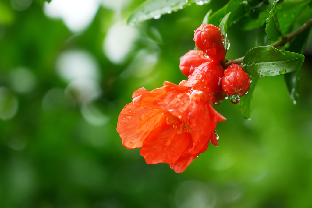 雨に咲く柘榴の花