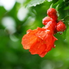 雨に咲く柘榴の花