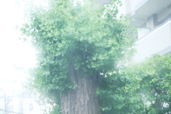 雨にかすむイチョウの大木