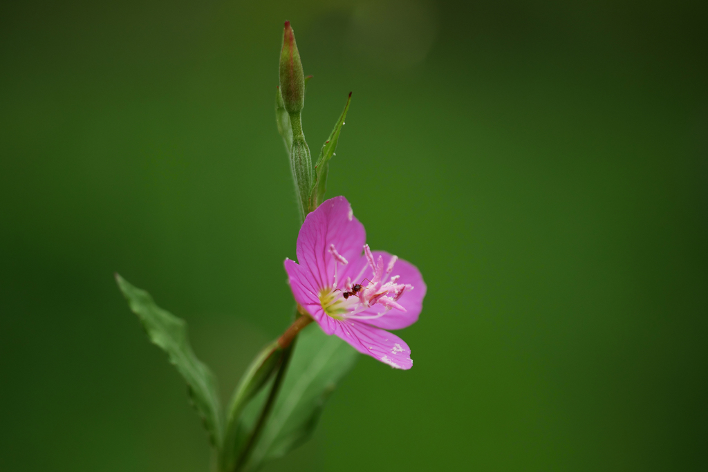 花粉いっぱいアカバナユウゲショウ