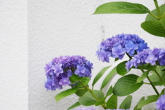 紫陽花と白い壁