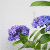 紫陽花と白い壁