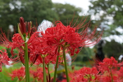 紅い曼殊沙華の季節