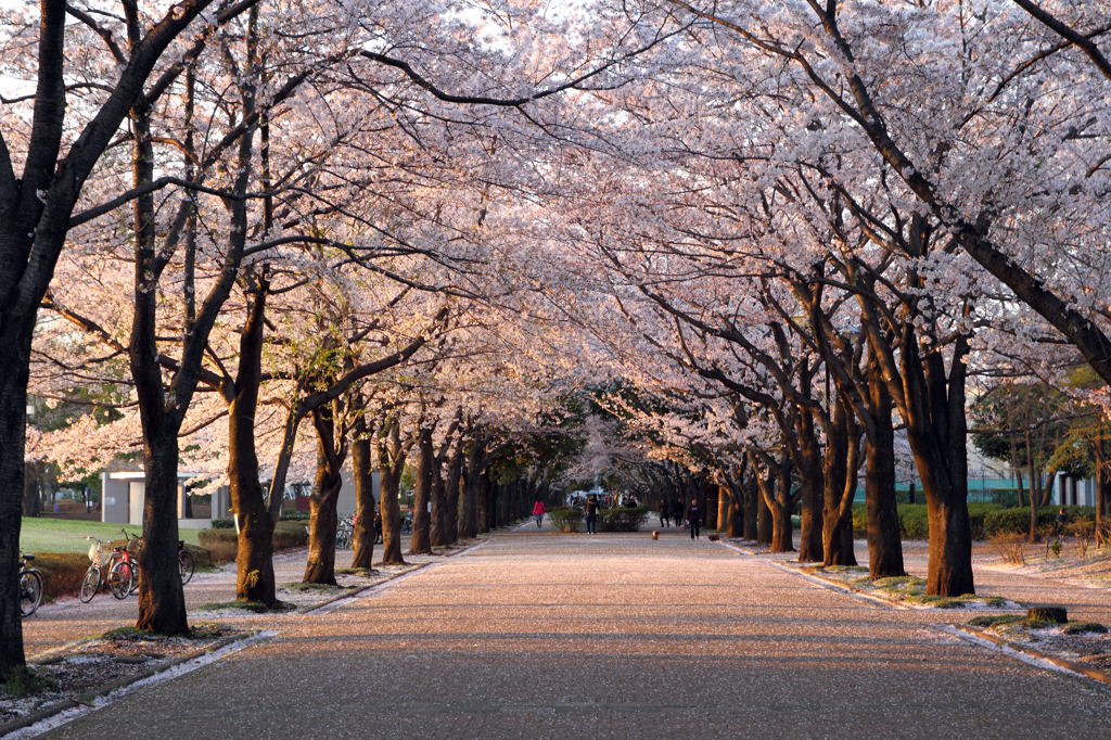 暮れる桜並木