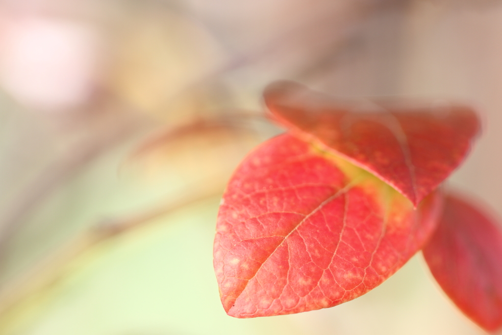 紅葉