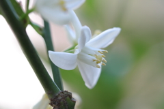 金柑、今年二度目の開花