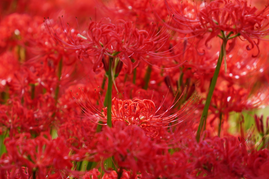 曼殊沙華