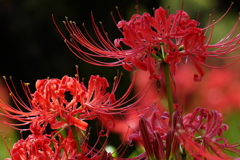 曼殊沙華