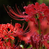 曼殊沙華