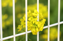 外が気になる菜の花