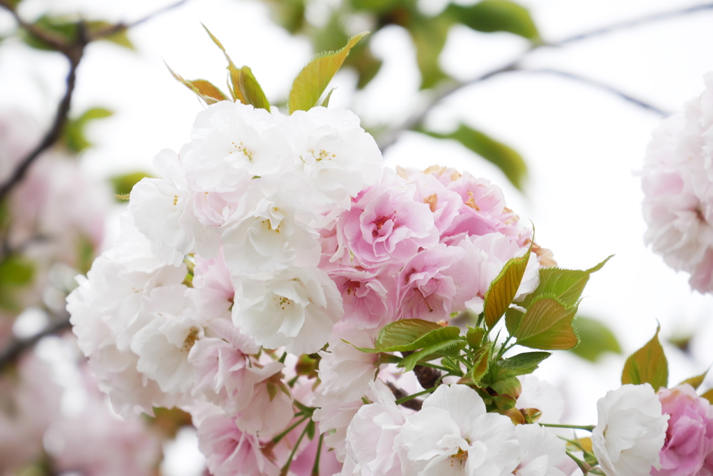 花束のように八重桜