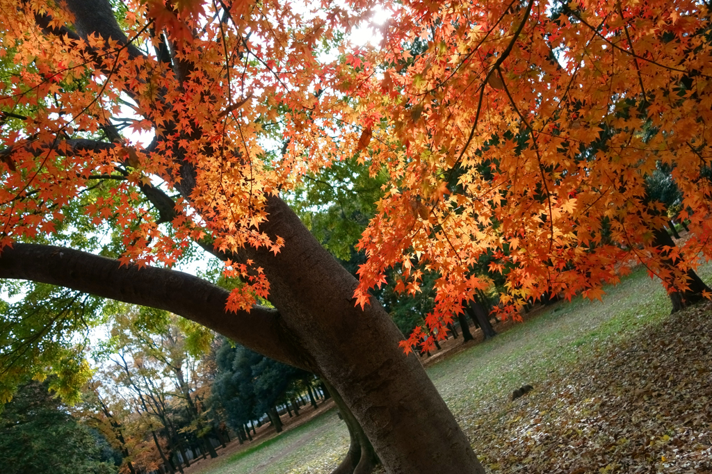 公園の紅