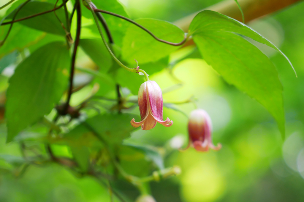 ツルの先にツリガネ状の花